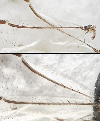 Pachyneuron sp.
